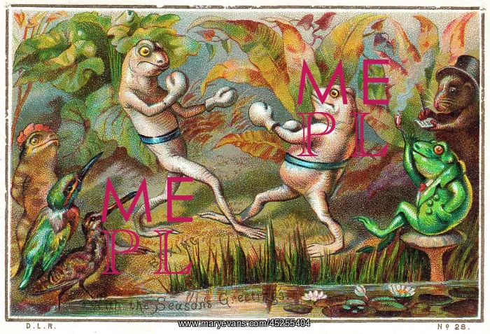 : Frogs boxing on a Christmas card : Frogs boxing on a Christmas card