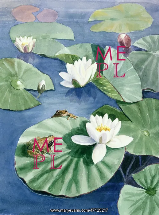 : Frogs Encounter ? frogs on waterlilies : Frogs Encounter ? frogs on waterlilies