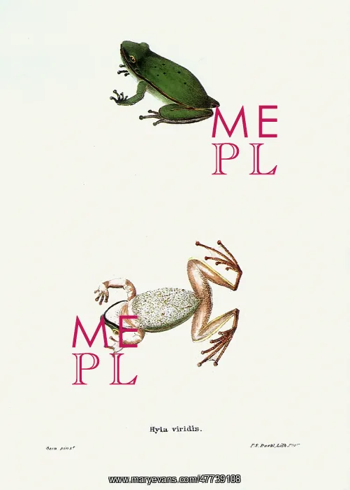  : Frogs. Hyla viridis