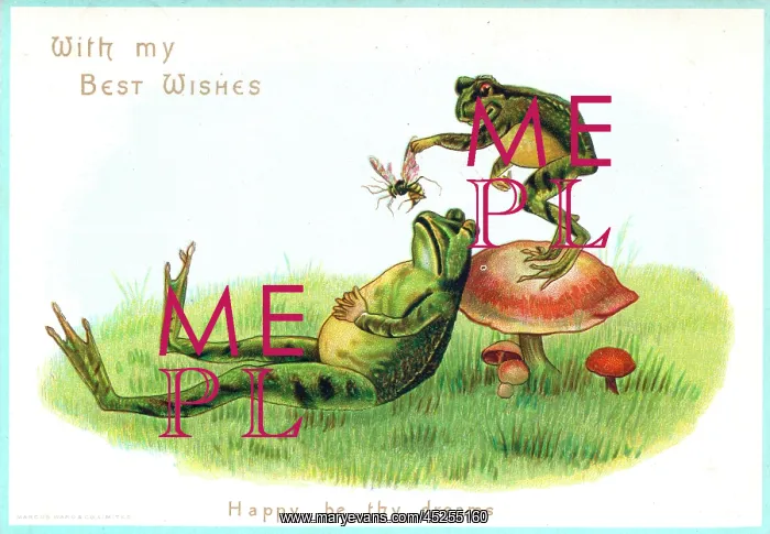 : Two frogs with insect on a greetings card : Two frogs with insect on a greetings card