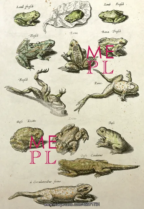 : frogs and salamanders : frogs and salamanders