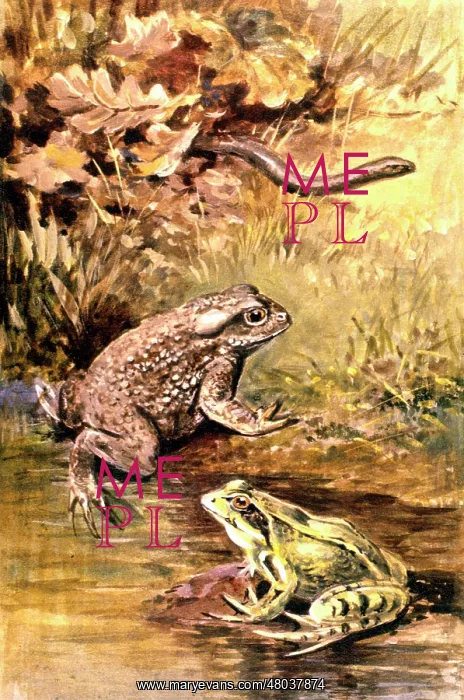  : Two frogs and a snake