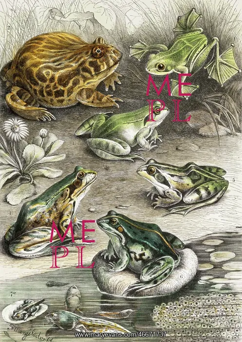 : Frogs and tadpoles : Frogs and tadpoles