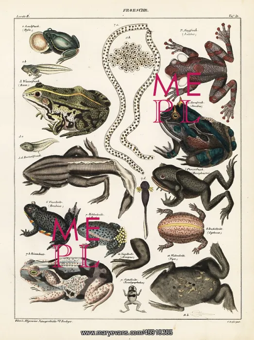 : Frogs, toads and tadpoles : Frogs, toads and tadpoles