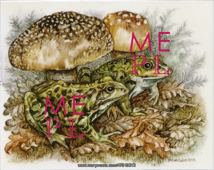 : Frogs and toadstools : Frogs and toadstools