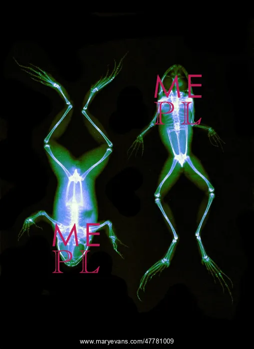 : Frogs, X-ray, 1896 : Frogs, X-ray, 1896