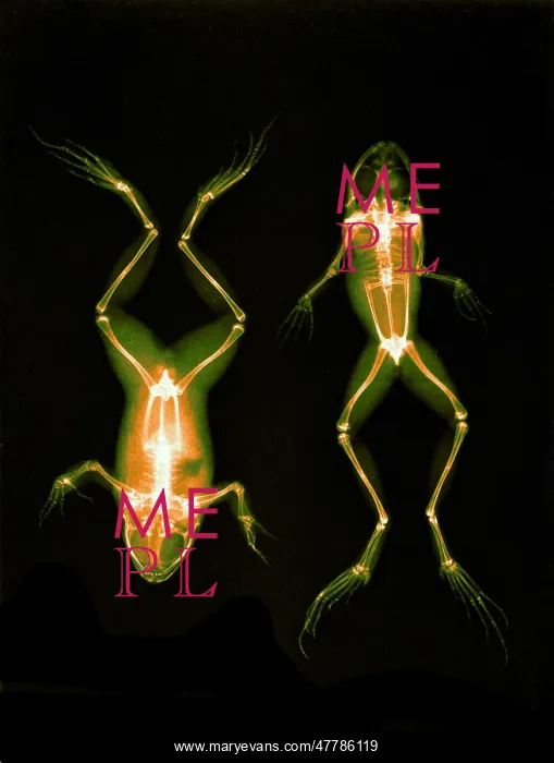 : Frogs, X-ray, 1896 : Frogs, X-ray, 1896