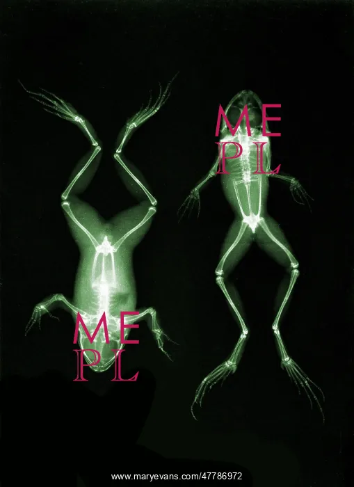 : Frogs, X-ray, 1896 : Frogs, X-ray, 1896