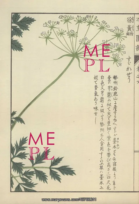 : Fronds of leaves and a floret of small white : Fronds of leaves and a floret of small white