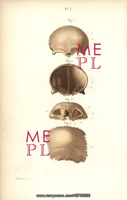 : Frontal bones of the skull : Frontal bones of the skull