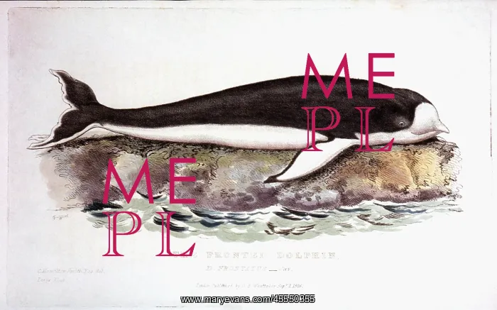 : Fronted Dolphin - Animal - Nature : Fronted Dolphin - Animal - Nature