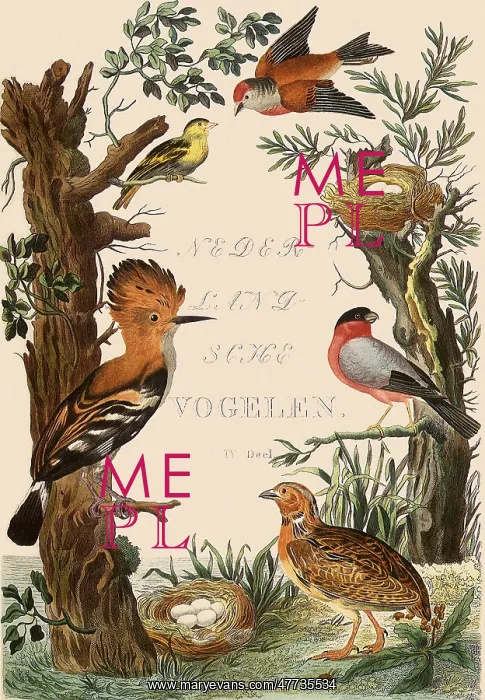  : Frontispiece with Assorted Birds
