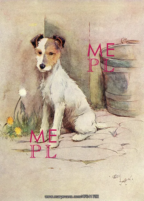 : Frontispiece illustration, Peter, the fox terrier : Frontispiece illustration, Peter, the fox terrier