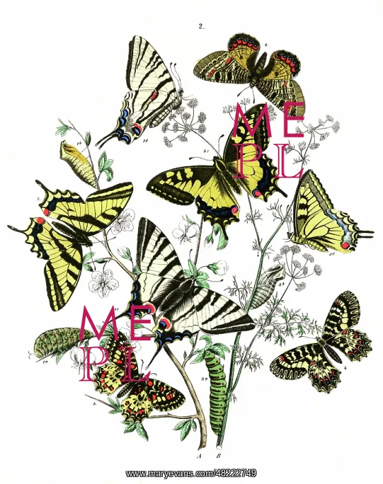 : Frontispiece, Papilionidae : Frontispiece, Papilionidae