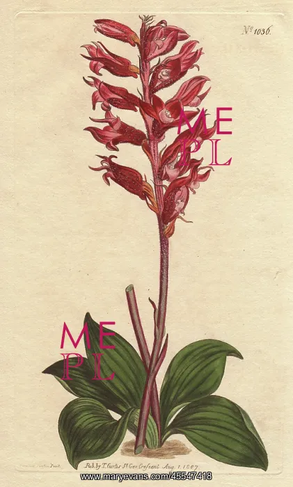 : Frosted-flowered neottia, a native of Jamaica : Frosted-flowered neottia, a native of Jamaica