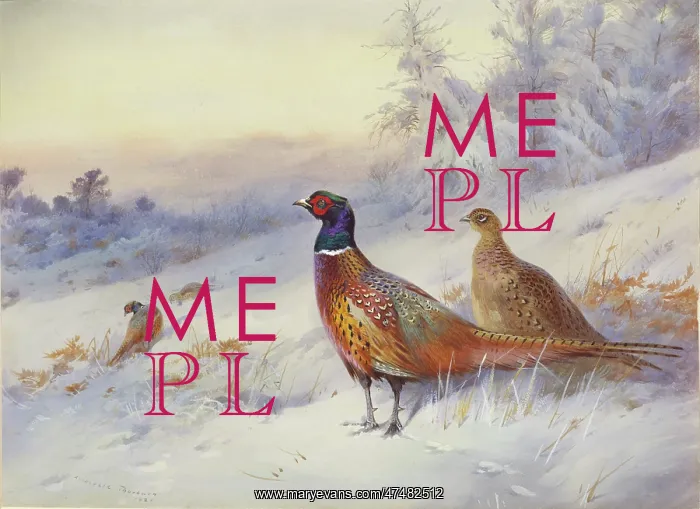 : Frosty Sunrise ' Pheasants in Snow : Frosty Sunrise ' Pheasants in Snow