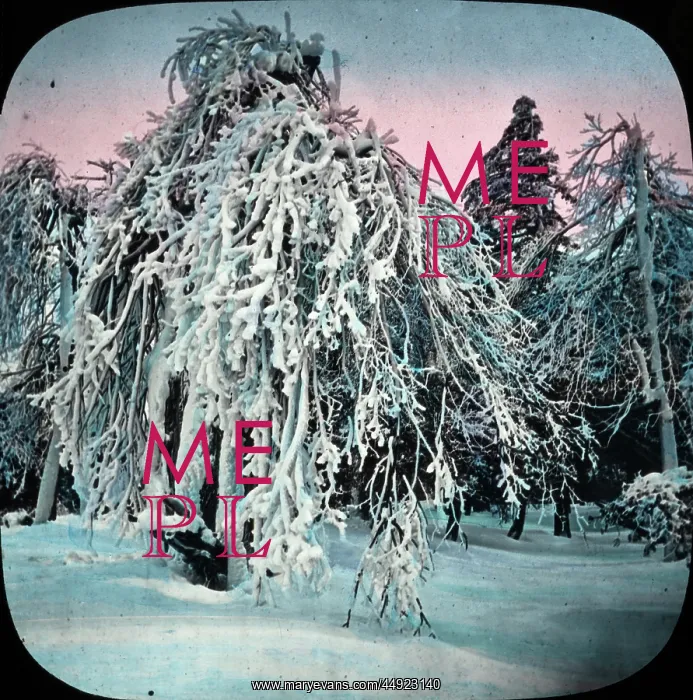 : Frozen Trees - Prospect Park, Niagara, NY State, USA : Frozen Trees - Prospect Park, Niagara, NY State, USA
