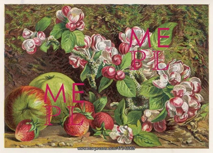 : FRUIT / APPLES STRAWS 1861 : FRUIT / APPLES STRAWS 1861