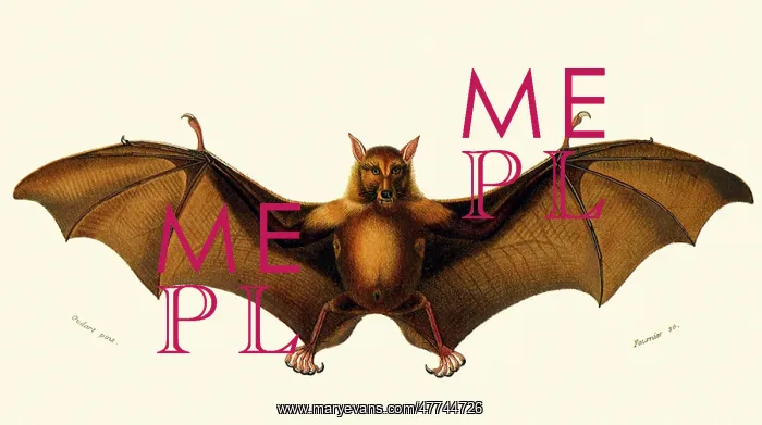 : Fruit Bat (Pteropus edwarsu)