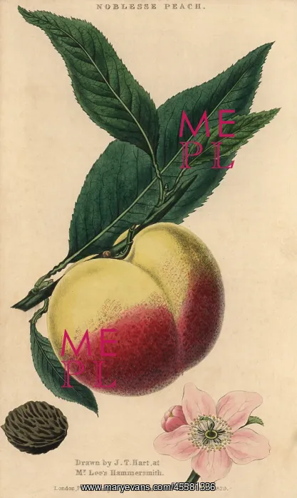 : Fruit, blossom, leaves and seed of the Noblesse : Fruit, blossom, leaves and seed of the Noblesse