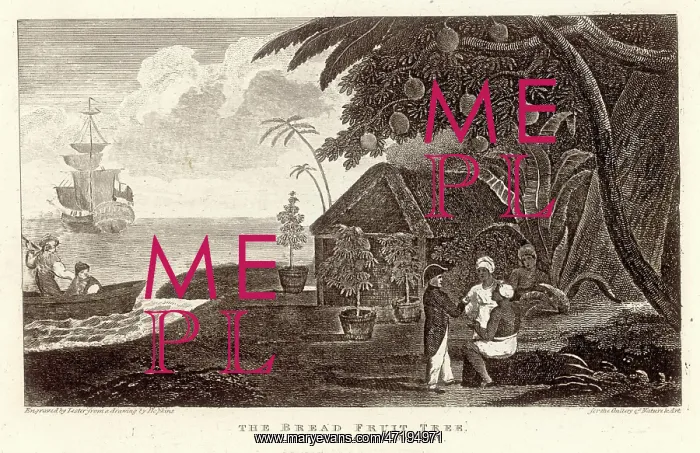 : FRUIT / BREADFRUIT 1789 : FRUIT / BREADFRUIT 1789