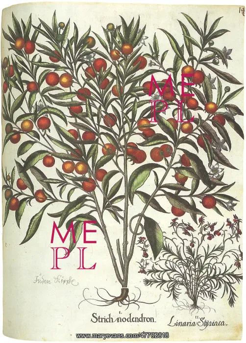  : Fruit and Flowers