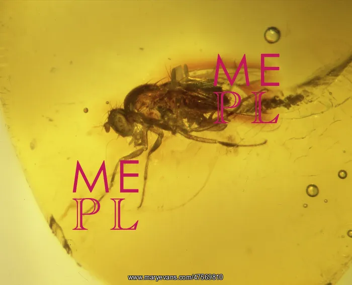 : Fruit fly in Dominican amber : Fruit fly in Dominican amber