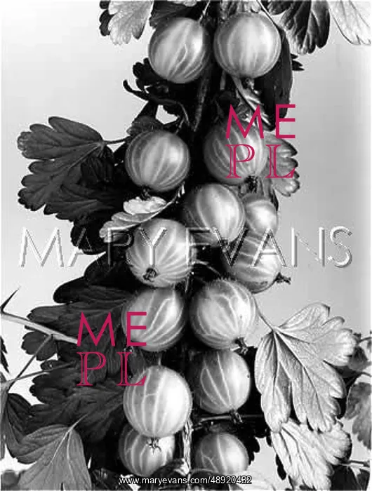  : FRUIT / GOOSEBERRIES