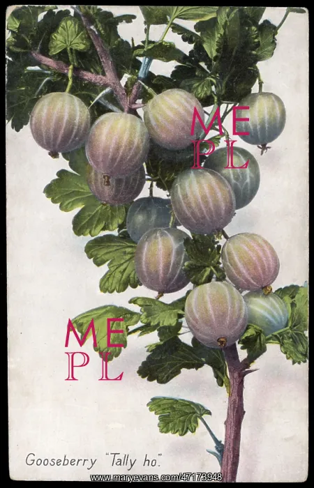  : FRUIT / GOOSEBERRY
