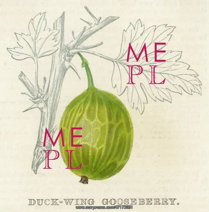  : FRUIT / GOOSEBERRY