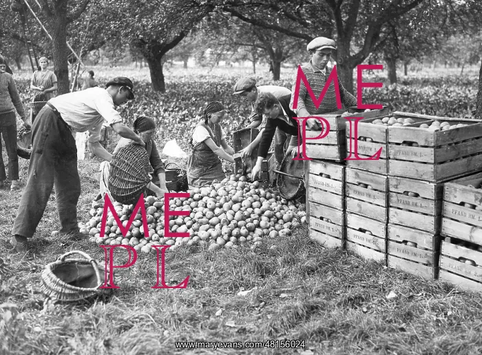 : Fruit harvest near Berlin : Fruit harvest near Berlin