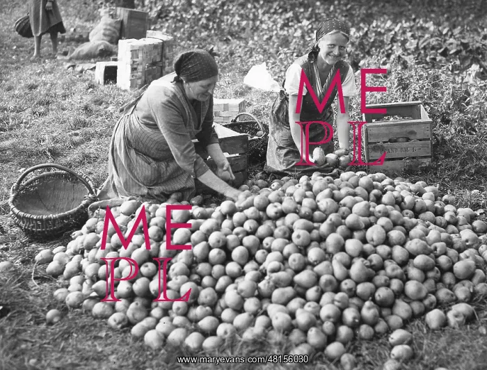 : fruit harvest near Berlin : fruit harvest near Berlin