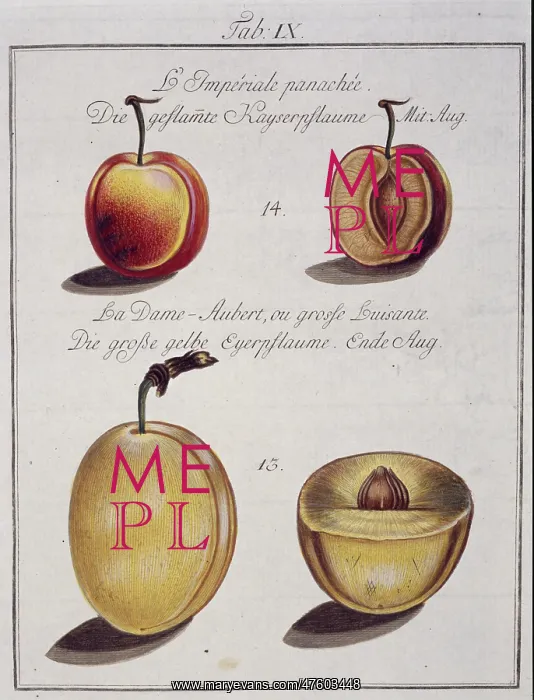  : Fruit Illustration