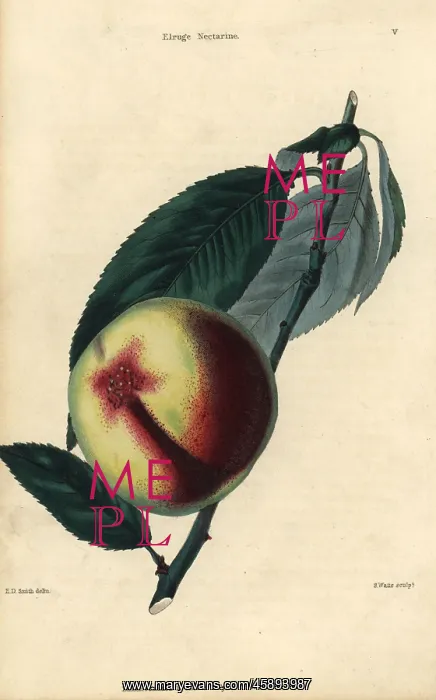 : Fruit and leaves of the Elruge nectarine, Prunus persica : Fruit and leaves of the Elruge nectarine, Prunus persica