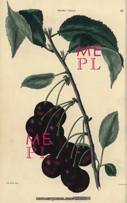 : Fruit and leaves of the Morello cherry, Prunus cerasus : Fruit and leaves of the Morello cherry, Prunus cerasus