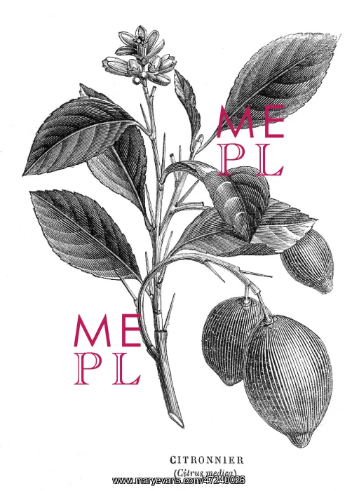  : FRUIT / LEMON