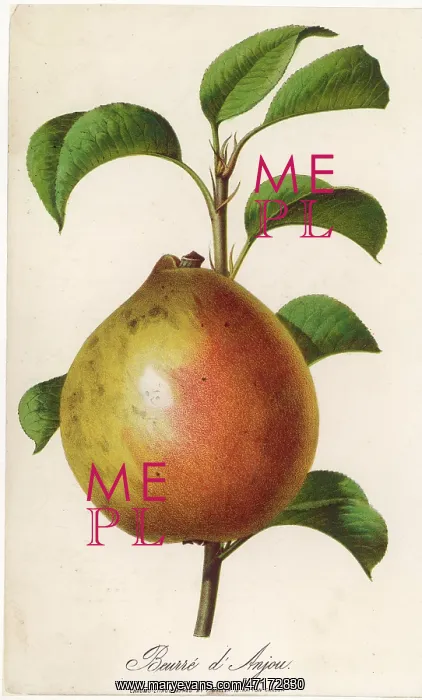  : FRUIT / PEAR