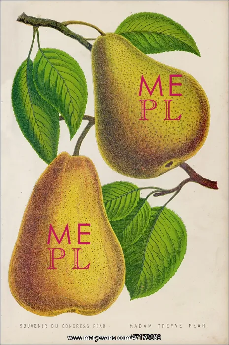  : FRUIT / PEAR
