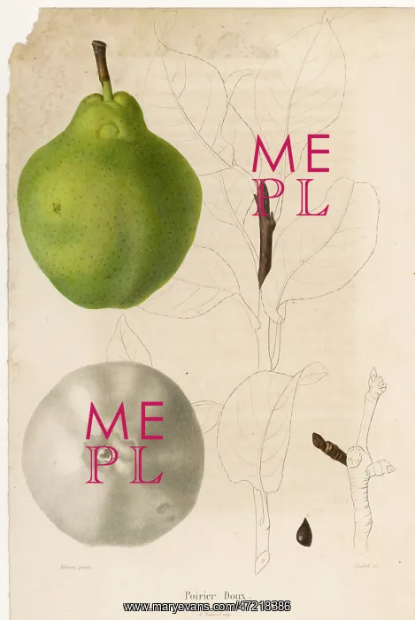  : FRUIT / PEAR