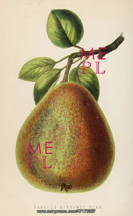  : FRUIT / PEAR BERGAMOT
