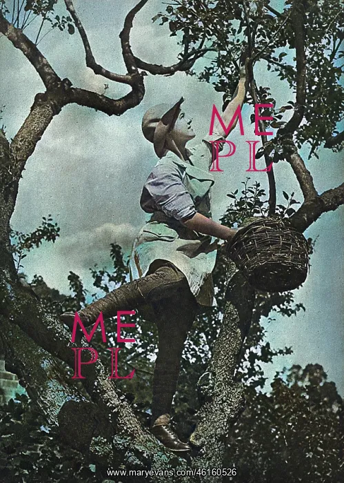 : The Fruit Picker : The Fruit Picker