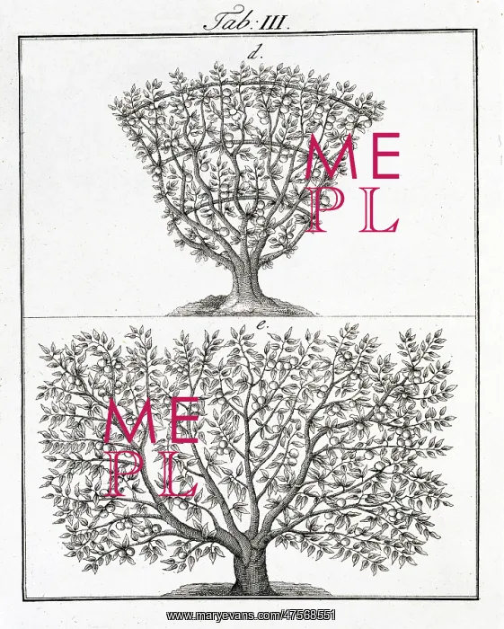 : Two fruit trees : Two fruit trees