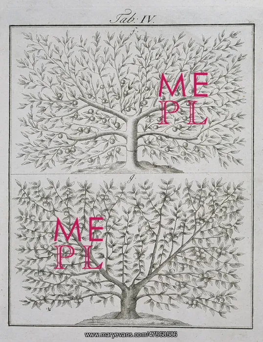 : Two fruit trees : Two fruit trees