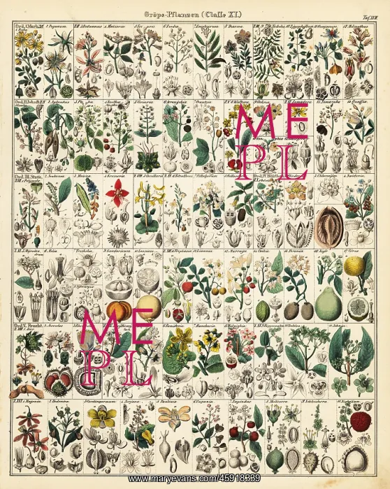 : Fruit trees and plants : Fruit trees and plants