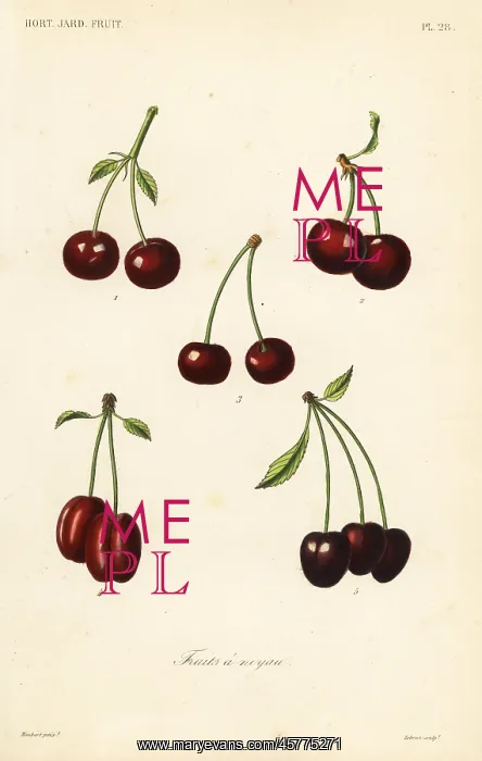  : Fruits, Fruits a noyau