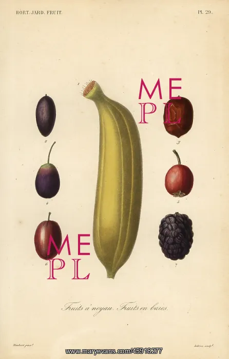 : Fruits, Fruits a noyau : Fruits, Fruits a noyau