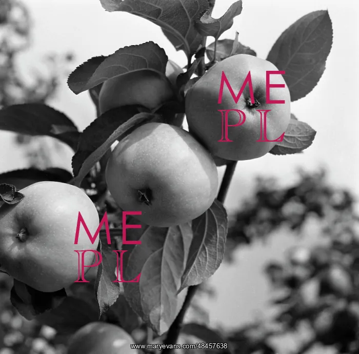 : Fruits garden : Fruits garden