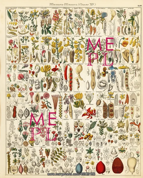 : Fruits, nuts and seeds : Fruits, nuts and seeds