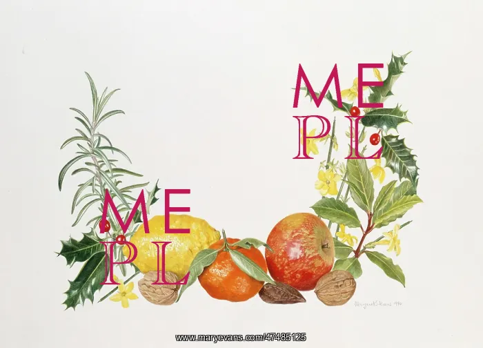 : Fruits, Nuts, Winter Jasmine, Holly etc : Fruits, Nuts, Winter Jasmine, Holly etc