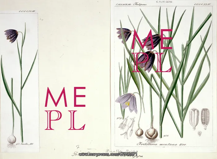 : Frutillaria montana : Frutillaria montana